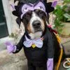 Pet Krewe Pet's Sesame Street The Count Costume